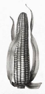 Maize or corn, Zea mays.