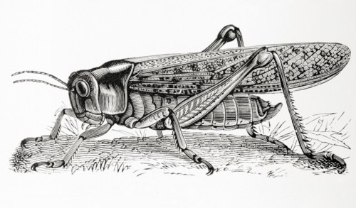 The migratory locust.