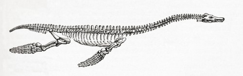 Skeleton of a Plesiosaurus, a genus of extinct, large marine sauropterygian reptile.