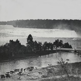 Cows standing in the shallow water of a river with a large waterfall in the background.