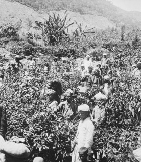 India tea plantation.