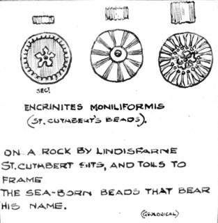 St Cuthbert's beads.