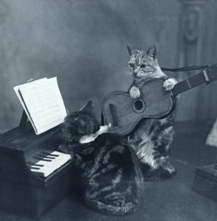 A study of cats.