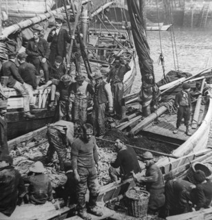 Fishermen and boys on board fishing boats sorting and gutting herring fish.