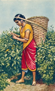 A woman carrying a large cane basket on her head.