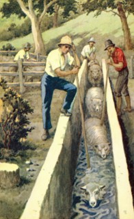Plunge dipping sheep in New Zealand.