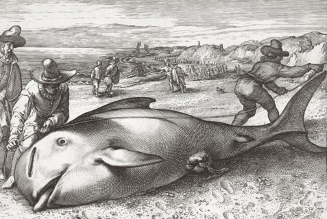 Two men measure the length of a dead stranded whale.