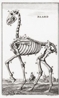 Skeleton of a horse.