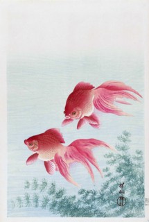 Two Veiled Goldfish.