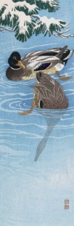 Two Wild Ducks in the Water.