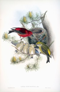 Common Crossbill.