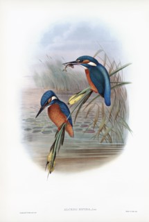 Common kingfisher.