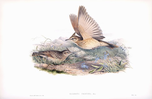 Crested lark.
