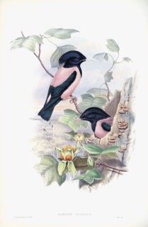 Rosy Starling.