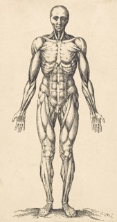 Musculature in the male human body.