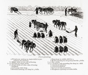 Potato planting.