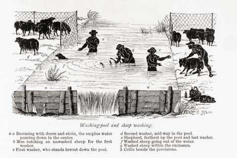 Washing pool and sheep washing.