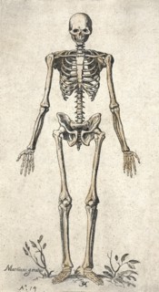Human skeleton.