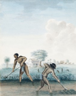 Slaves at work digging a drainage canal in Paramaribo.