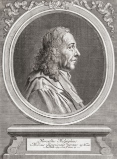 Marcello Malpighi.