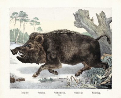 A Wild Boar.