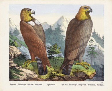 Two Golden Eagles.