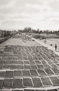 Fruit drying in the Santa Clara valley.