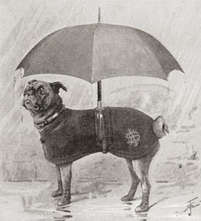 A pug wearing boots.