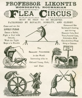 Playbill of the Professor Likonti's Wonderful Romanian Performing Fleas.