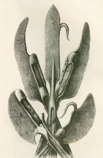 Various types of Lochaber Axes.