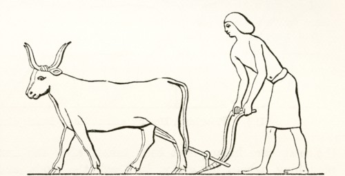 Ploughing with oxen in ancient Egypt.
