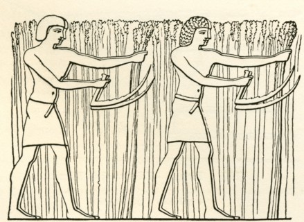 Reaping in ancient Egypt.