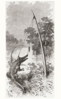 An alligator trap on the Oyapock or Oiapoque River.