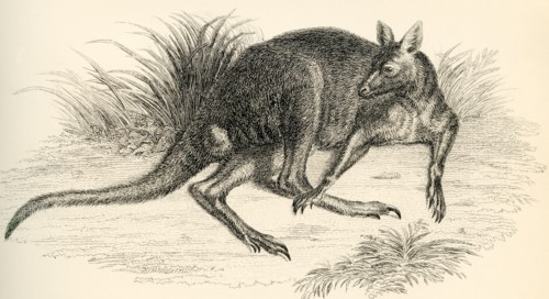 Eastern grey kangaroo.