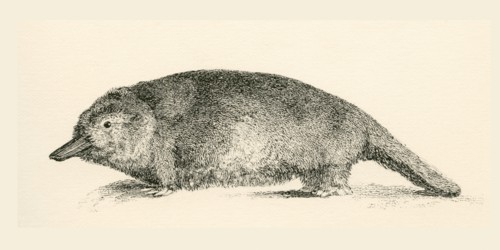 Australian Duck-billed platypus.
