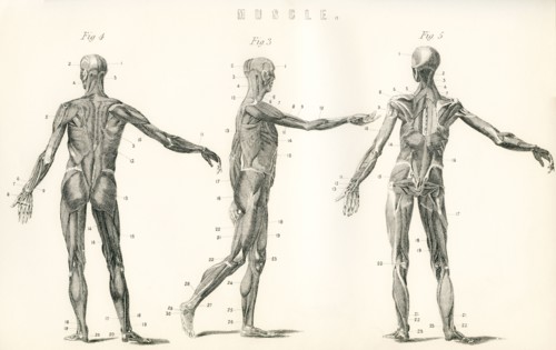 Anatomical study of muscle in the human body.