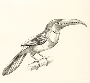 The Aracari.