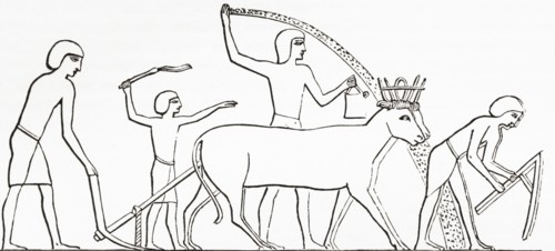 Ploughing, hoeing and sowing with animals in ancient Egypt.