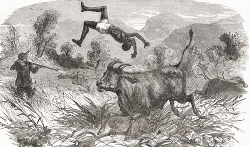 Hunting buffalo in Africa in the nineteenth century.