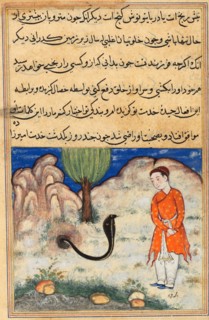 Illustration du Touti-Nameh