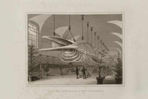 La Science et les Arts sous le pontificat du pape Pie IX, 1860