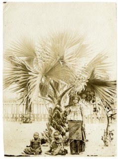 Sheltering under a palm, West Africa