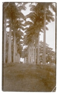 Avenue of trees, West Africa
