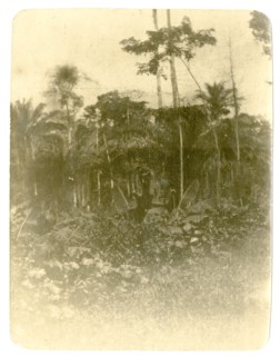 Forest view, West Africa