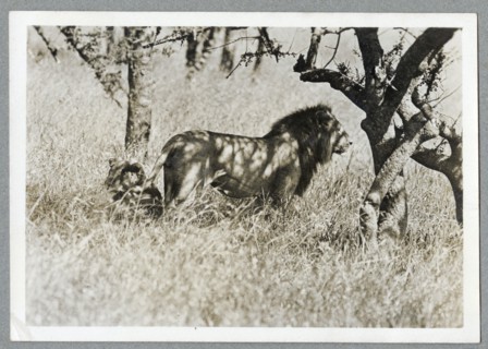Lion, Kenya