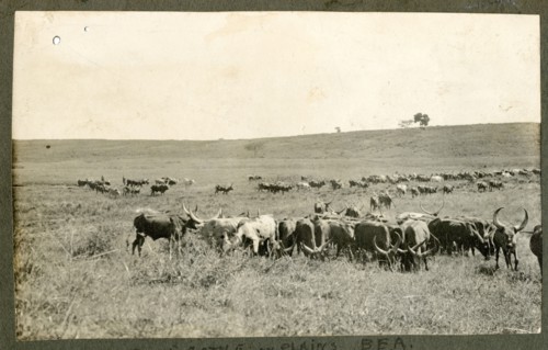 Plains cattle, Kenya