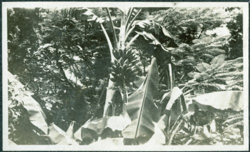 Banana plants