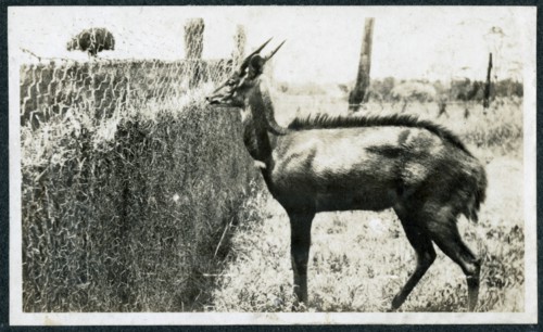 Bush buck in a pen