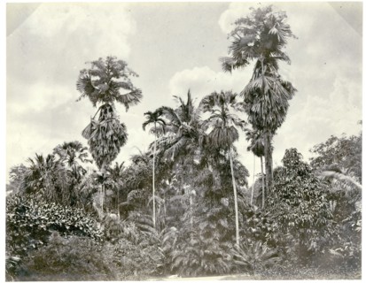 Palm trees at Peradeniya, Kandy