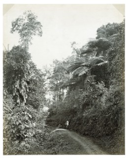 Path with tropical foliage, Darjeeling
